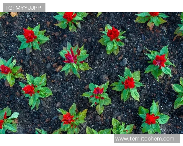 专访周敏:探寻网球界的成功秘诀与奋斗历程